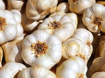 Pixabay Garlic 4461533 1920