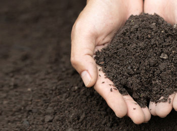 Soil Analysis