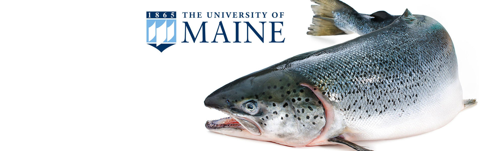 Automated sample preparation speeds up off-flavour research in the aquaculture industry