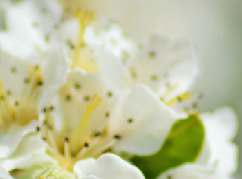 Chemical Ecology Right