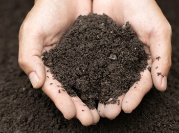 Soil Analysis
