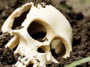 Human Skull In Soil Forensic